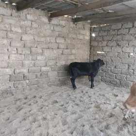 öküz