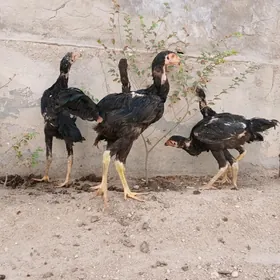 Baysow juyje