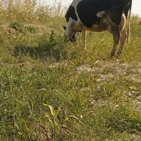 galyşteýin saglyk