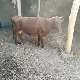 goleli sygyr