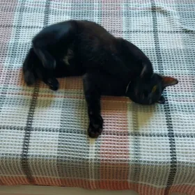 Котик черный