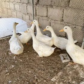 ördek gak gak
