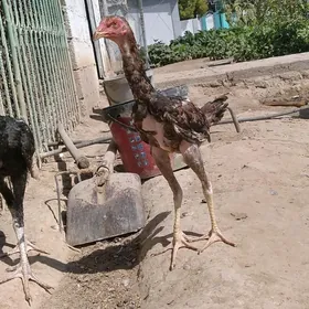 horoz taskent