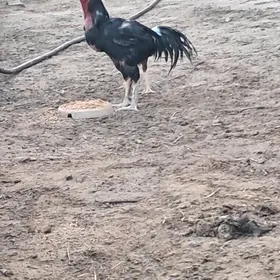 baysow horaz arginal