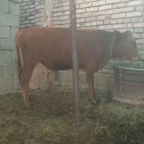 öküz