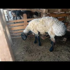 issek cykan goc