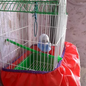 Guş