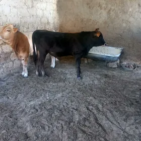 Ökűz