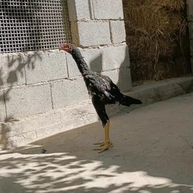 Taşkent Horaz