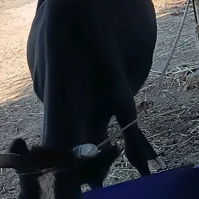 sygyr