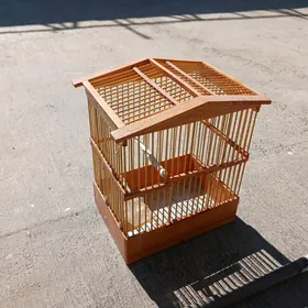 Popugaý ketek Попугай домик