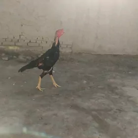 horaz