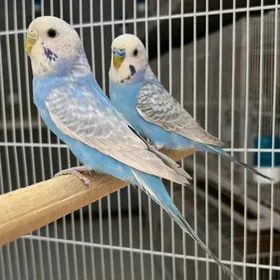 popugay gus