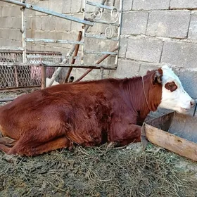 göle