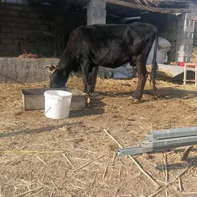 sygyr 7 aý bolan gecen