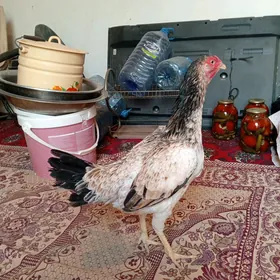 TAŞGENT MÄKI