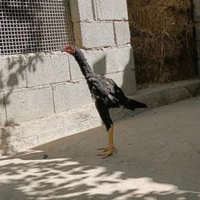 Taşkent Horaz