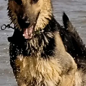 чистокровные овчарки