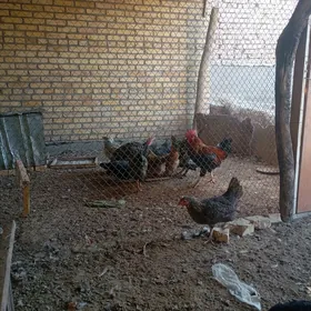 товуклар хоразлар