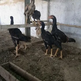 baýes jüje