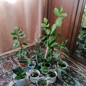 комнатные цветы