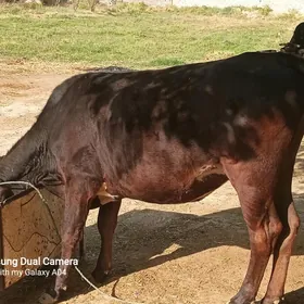 bogaz tüwe