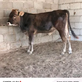 Şiwet öküz
