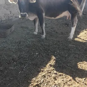 Öküzler