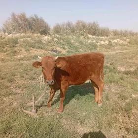 Gole gulajyn