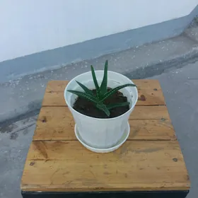 Gul Aloe