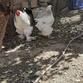 Brama