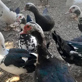 ундаутка яшылбаш эркеги 300