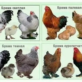 Inkubator yumurtga