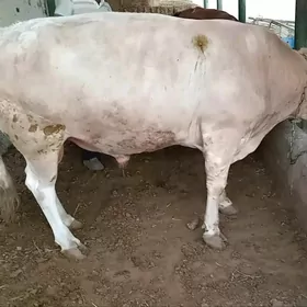 öküz