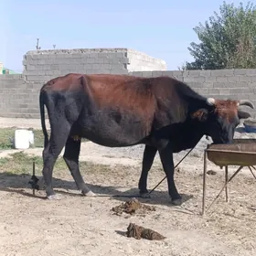 Bogoz sygyr