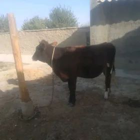 Tüwe