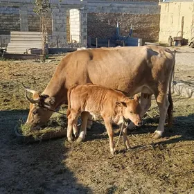 Goleli sygyr
