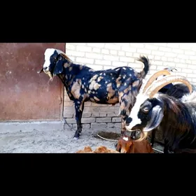Pakistan  teke