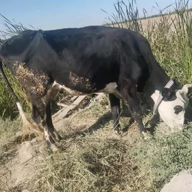 goleli sygyr