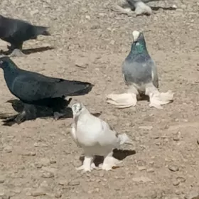 kepderi