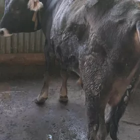 Öküz