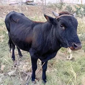 öküz