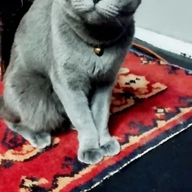 Красавица британка. (котёнок)