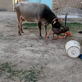 Tohum göleli sygyr