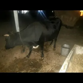 sygyr