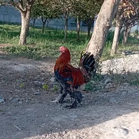 Horazlar