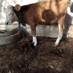 okuzce
