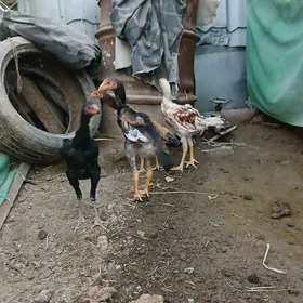 байсок жужелер