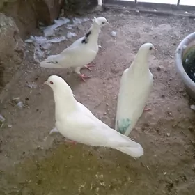 kepderi