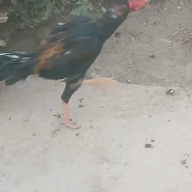 Horaz